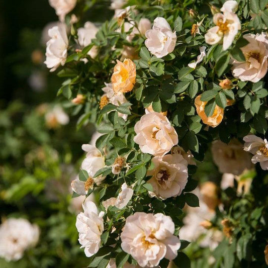 Rosa - Rosa Above and Beyond™ Climbing Rose