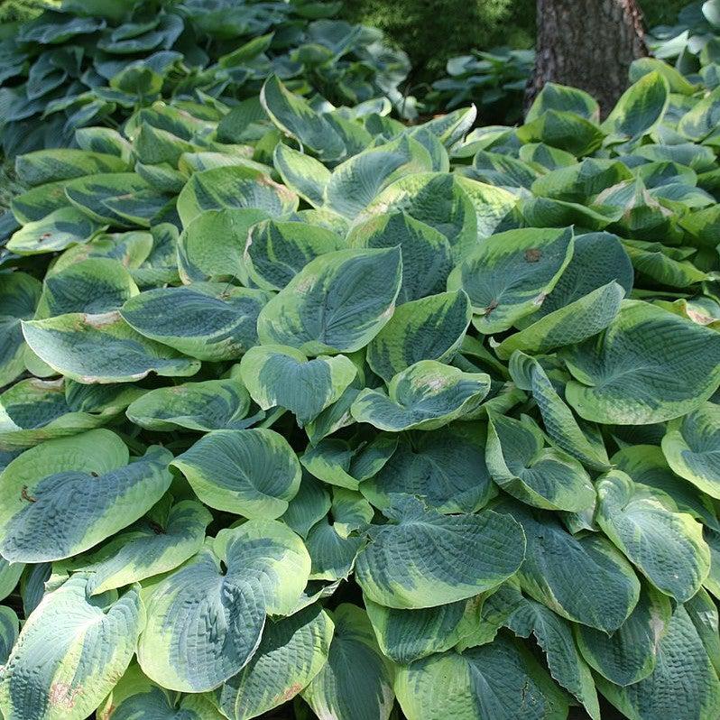 Hosta 'Frances Williams'