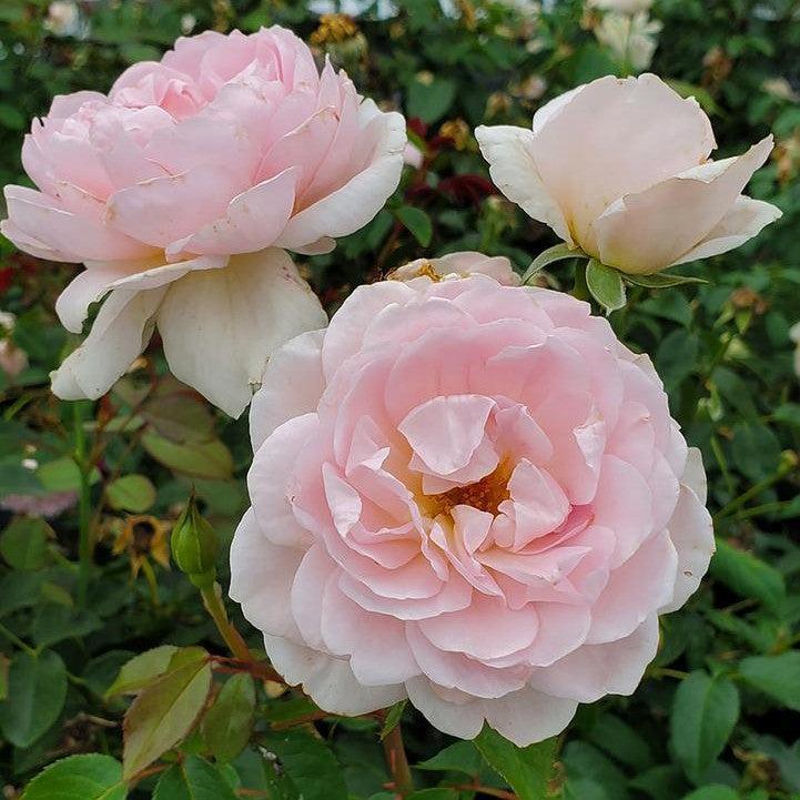 Rosa  - Silas Marner® Rose