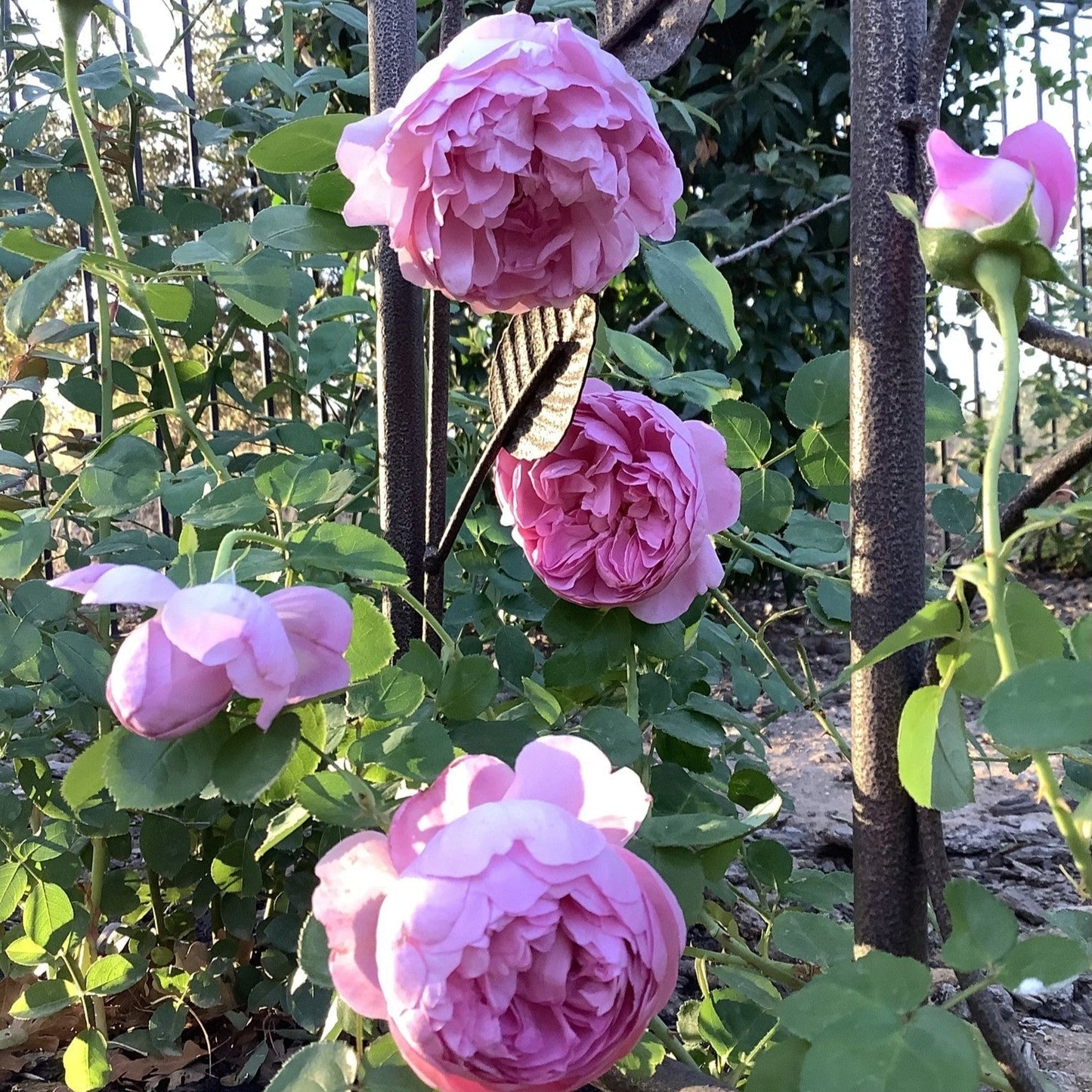 Rosa - Charles Rennie Mackintosh Rose
