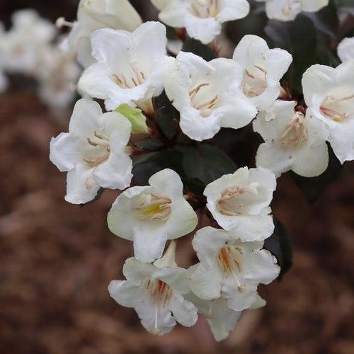 Weigela florida - Wine & Spirits® Weigela