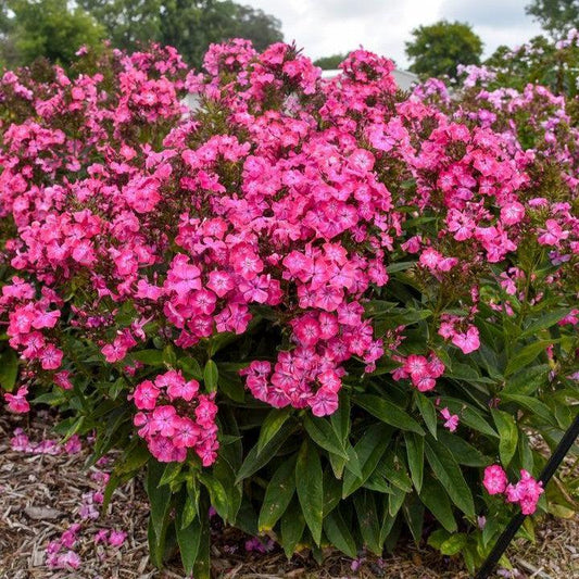 Phlox paniculata - Luminary® Pink Lightning Phlox