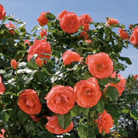 Rosa - Marmalade Skies™ Rose