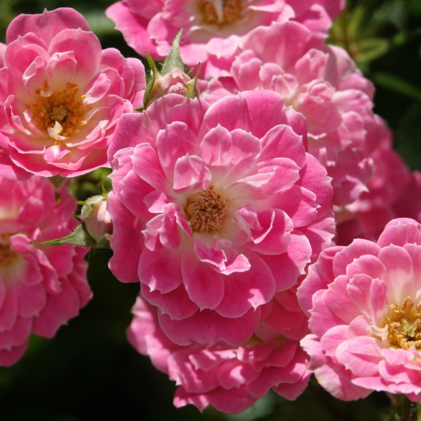 Rosa - Flower Carpet® Pink Supreme Rose