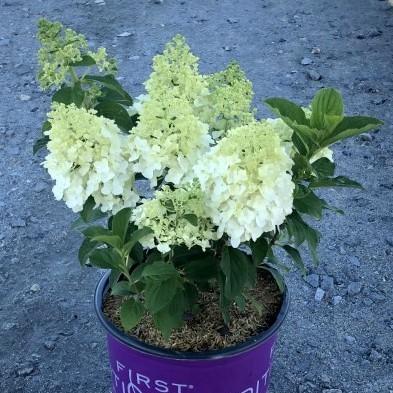 Hydrangea paniculata - First Editions® Little Hottie® Hydrangea