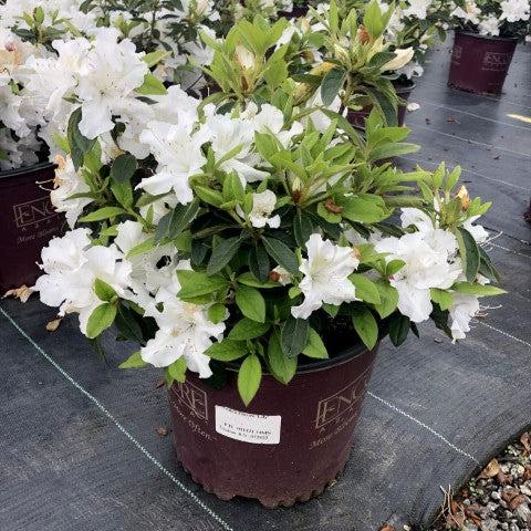 Encore® Autumn Lily™ Azalea