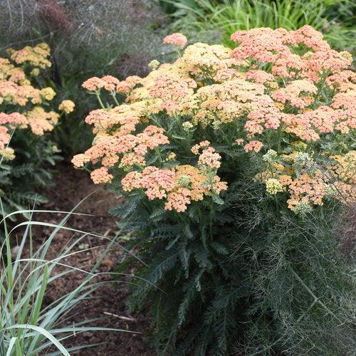 Achillea ’Firefly - PW® Firefly Peach Sky Yarrow