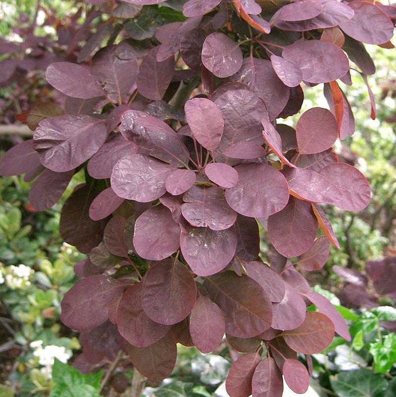 Cotinus coggygria - Royal Purple Smoke Tree
