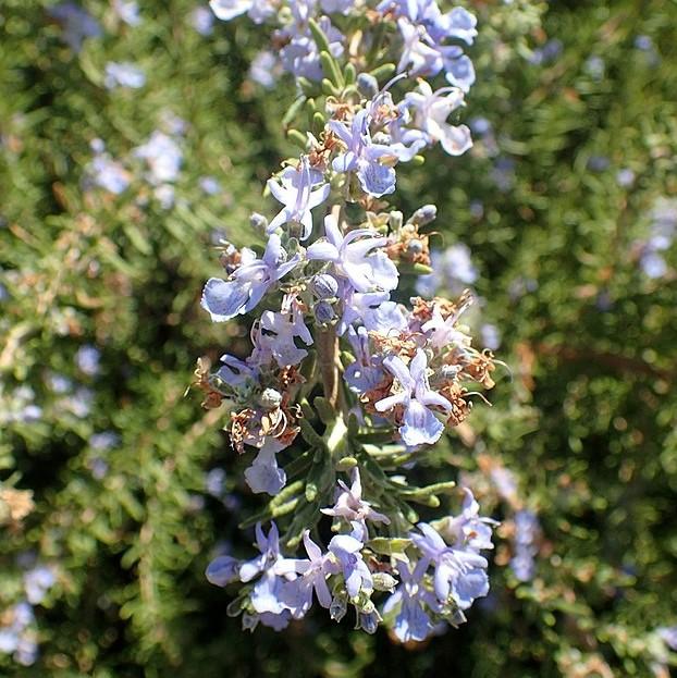 Rosmarinus officinalis - Tuscan Blue Rosemary