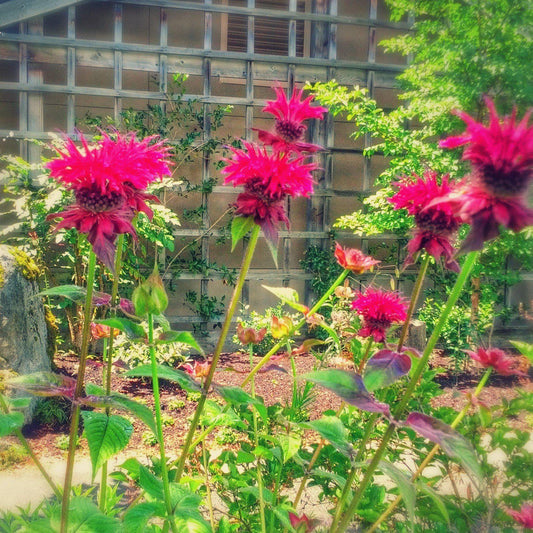 Monarda - Raspberry Wine Bee Balm
