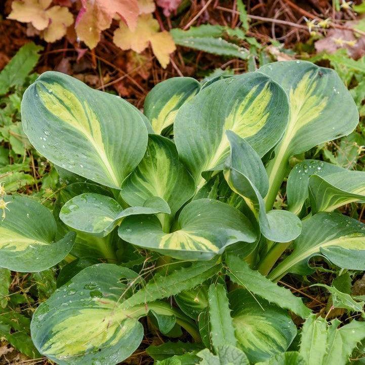Hosta - Mouseketeer Hosta