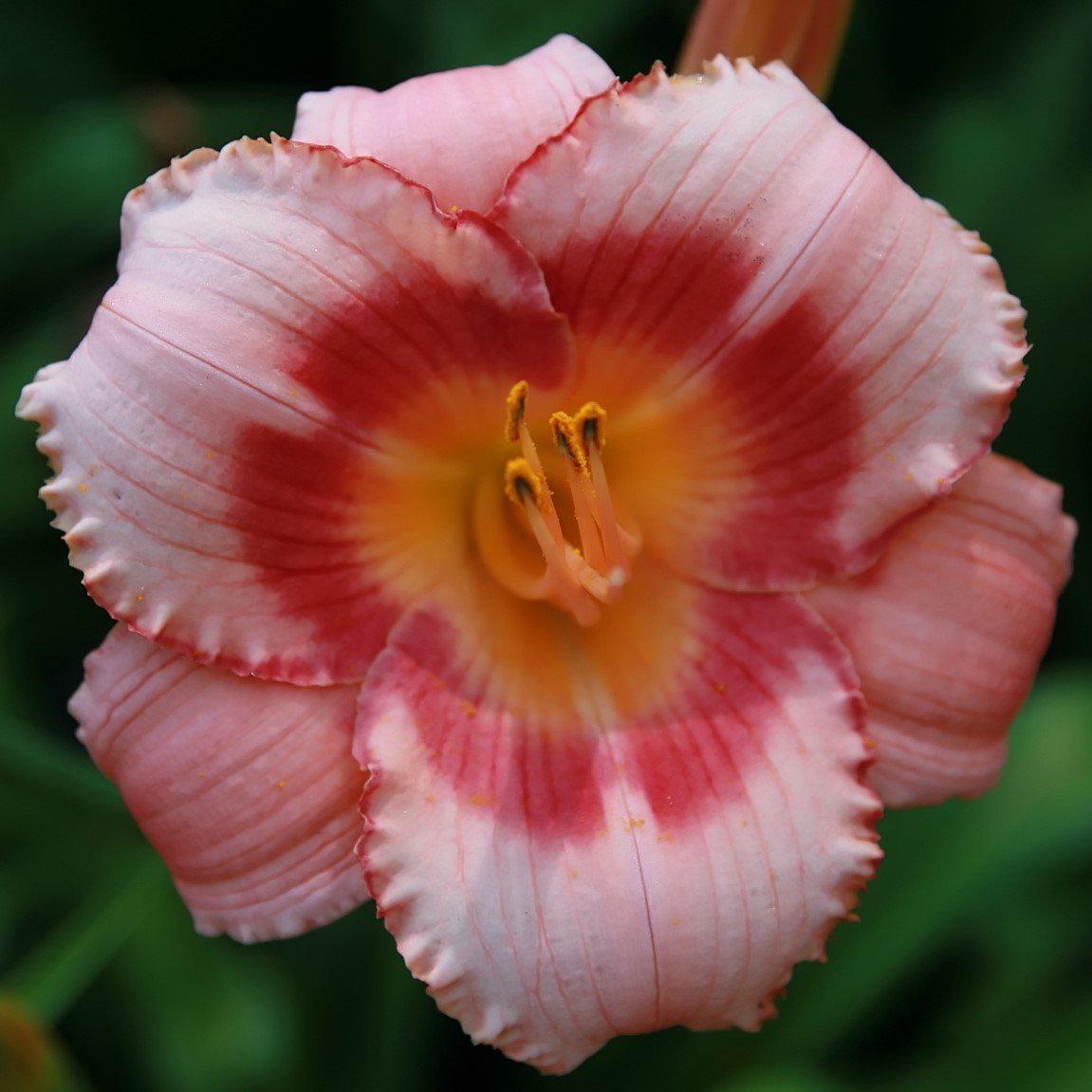 Hemerocallis  - Strawberry Candy Daylily