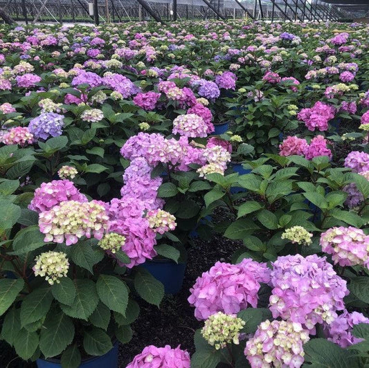 Hydrangea macrophylla - Endless Summer® Bloomstruck® Hydrangea