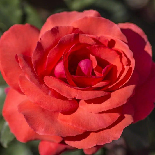 Rosa  - Fragrant Cloud Rose