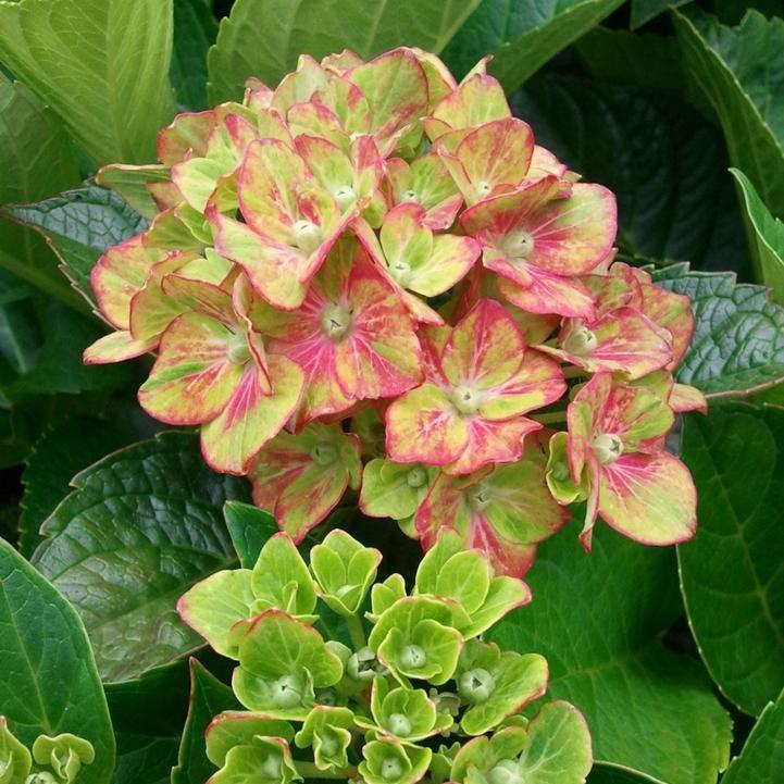 Hydrangea macrophylla - Next Generation® Pistachio Hydrangea