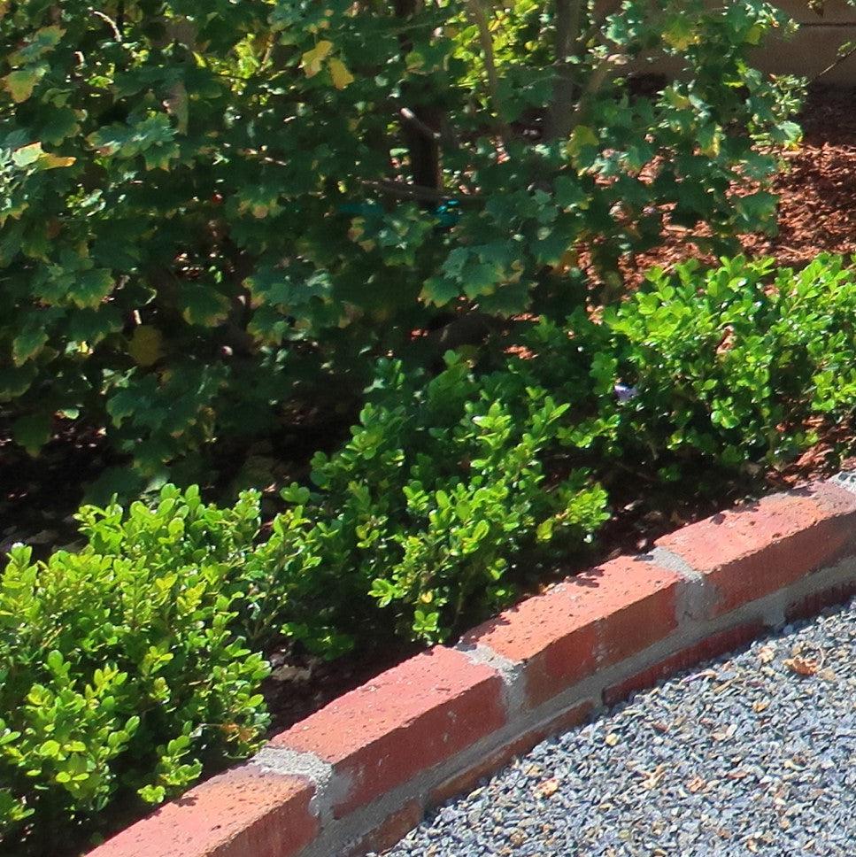 Buxus microphylla var. japonica - Green Beauty Boxwood