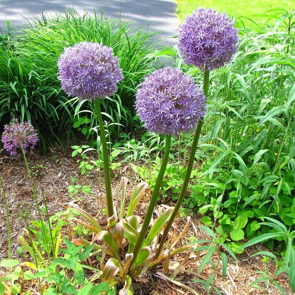 Allium - Medusa Ornamental Onion