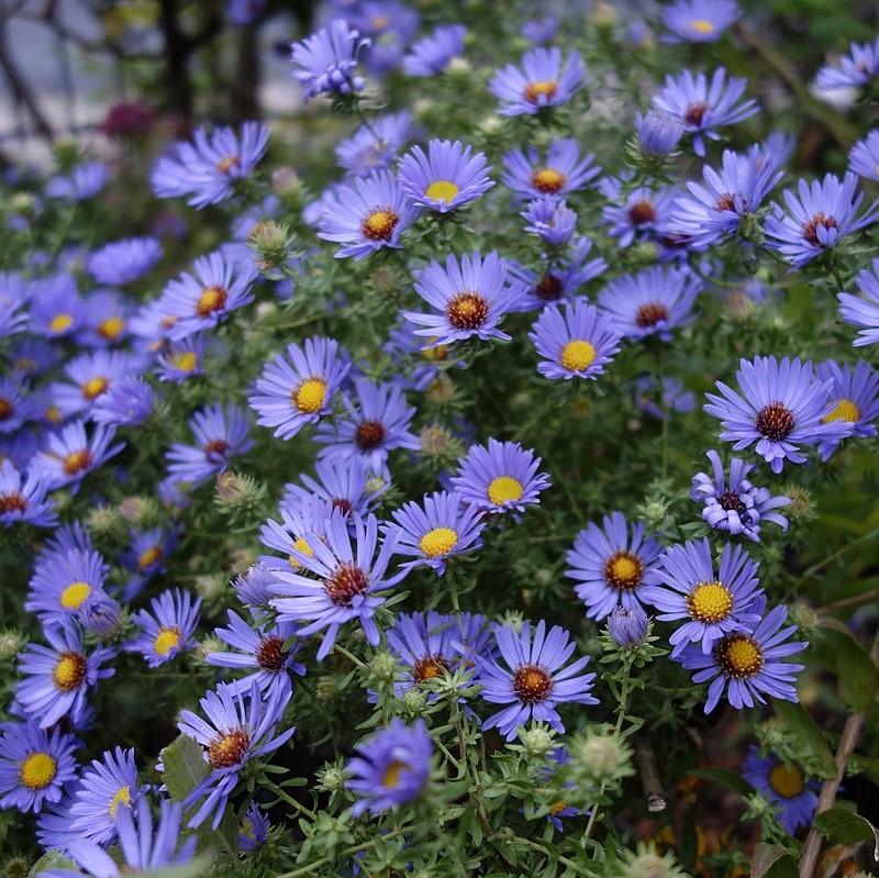Aster oblongifolium - October Skies Aromatic Aster