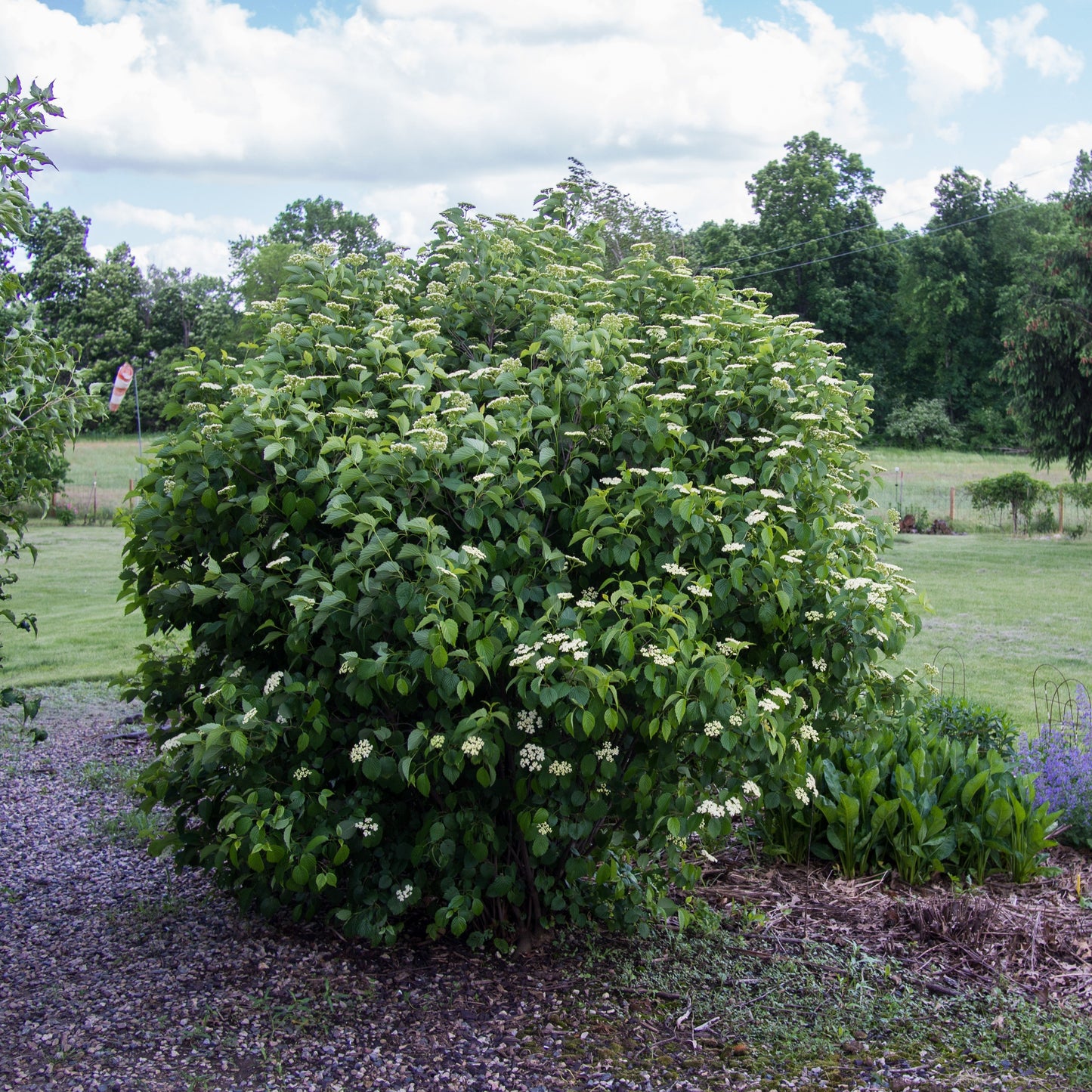 Viburnum dentatum - Autumn Jazz® Viburnum