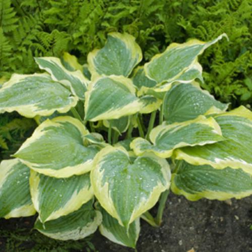 Hosta - PW® Shadowland® Seducer Hosta