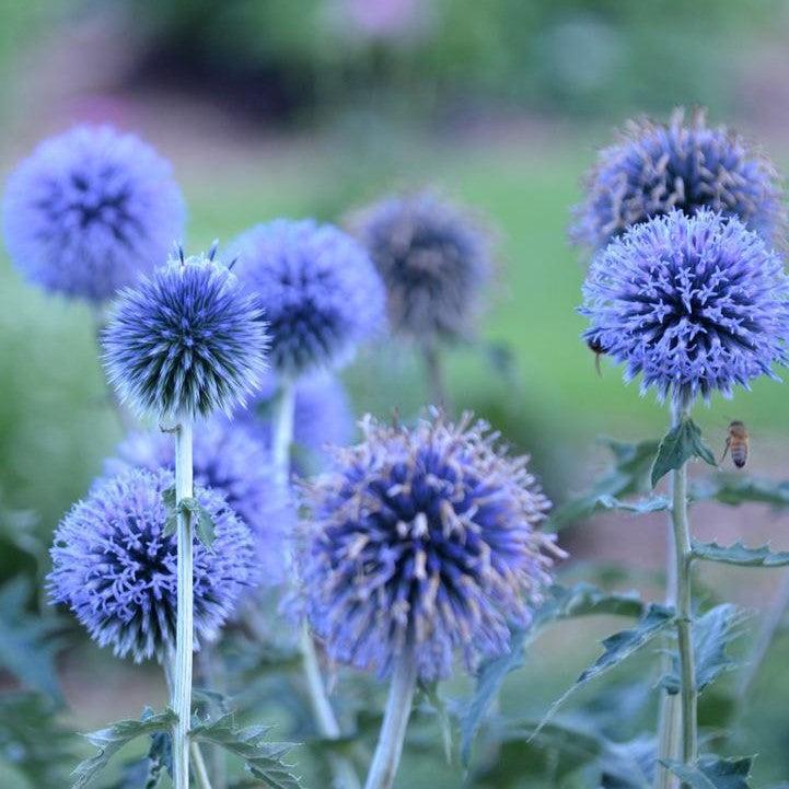 Echinops bannaticus  - Blue Glow Globe Thistle