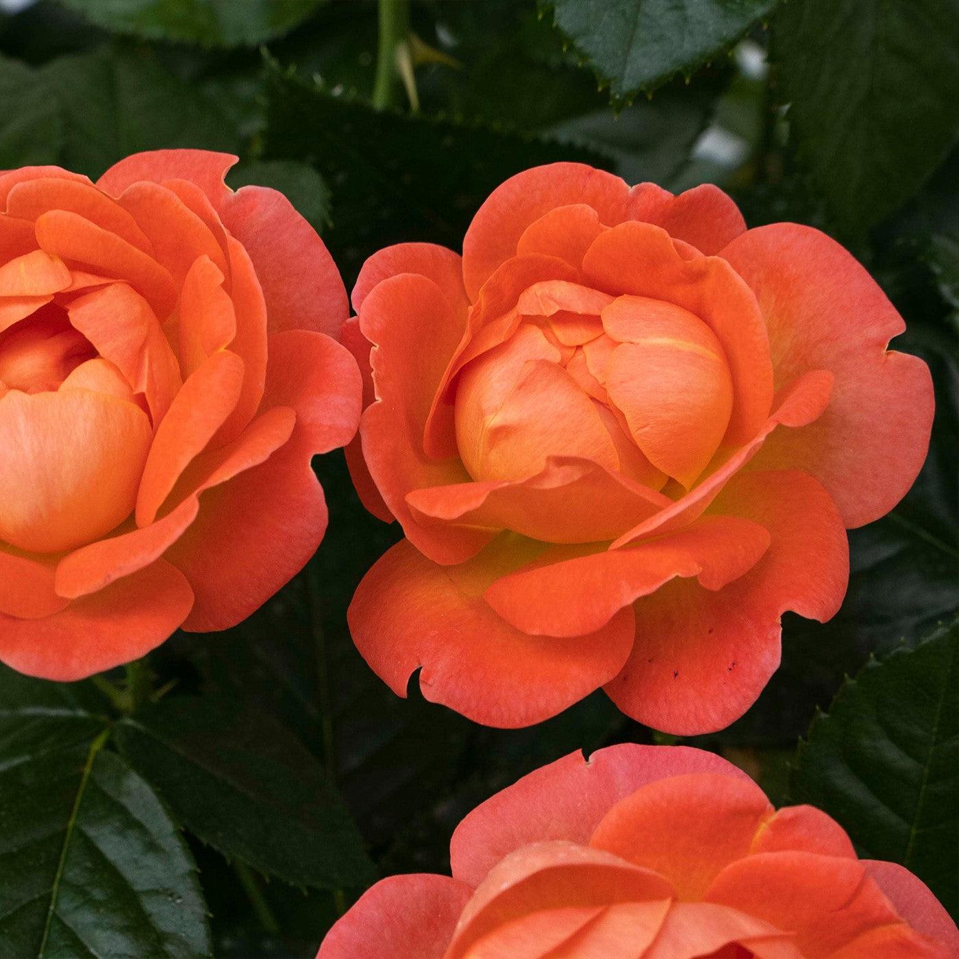 Rosa - Orange Glow™ Knock Out® Rose