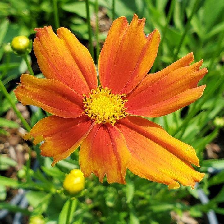 Coreopsis x - Lil' Bang™ Darling Clementine Tickseed