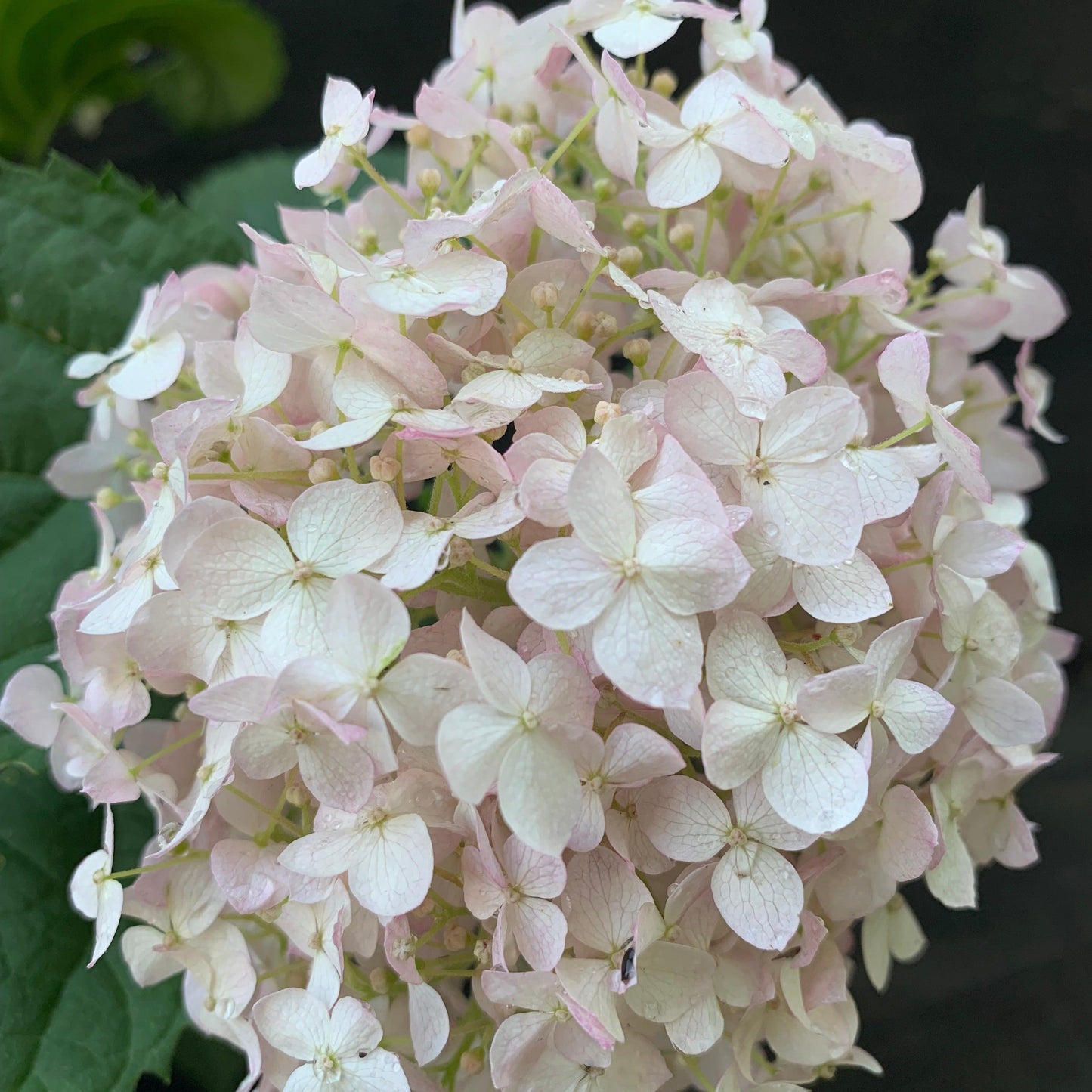 Hydrangea arborescens - Invincibelle® Wee White Smooth Hydrangea