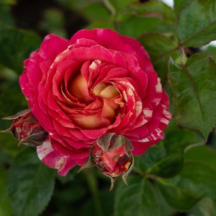 Rosa - Winning Streak™ Rose