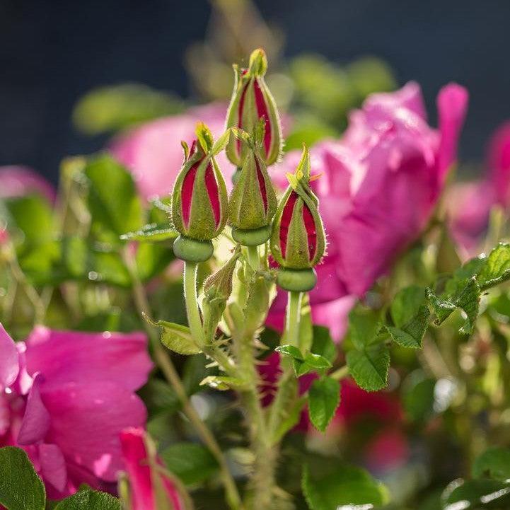 Rosa rugosa - Lotty's Love™ Rose