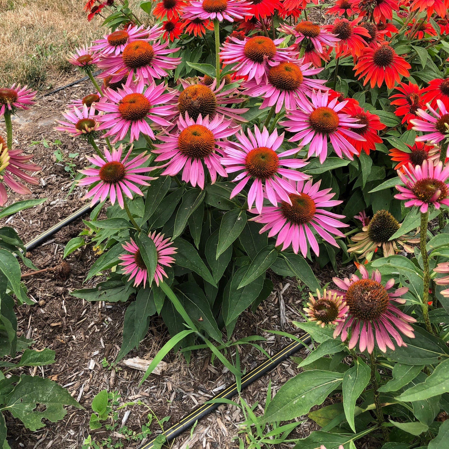 Echinacea purpurea - Green Twister Echinacea, Coneflower
