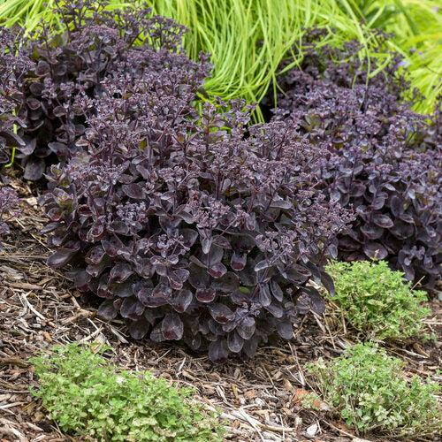 Sedum - Rock 'N Grow® Back In Black Stonecrop