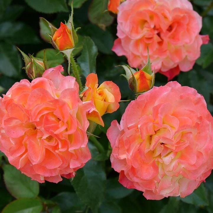 Rosa x - Oso Easy En Fuego® Rose