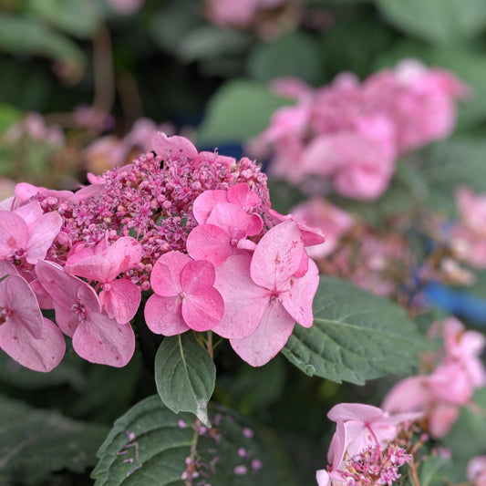 Hydrangea macrophylla - Endless Summer® Twist N Shout™ Hydrangea