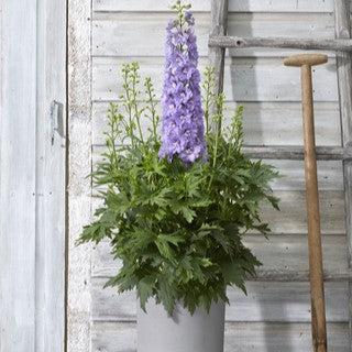 Delphinium x - Delgenius™ Shelby Delphinium