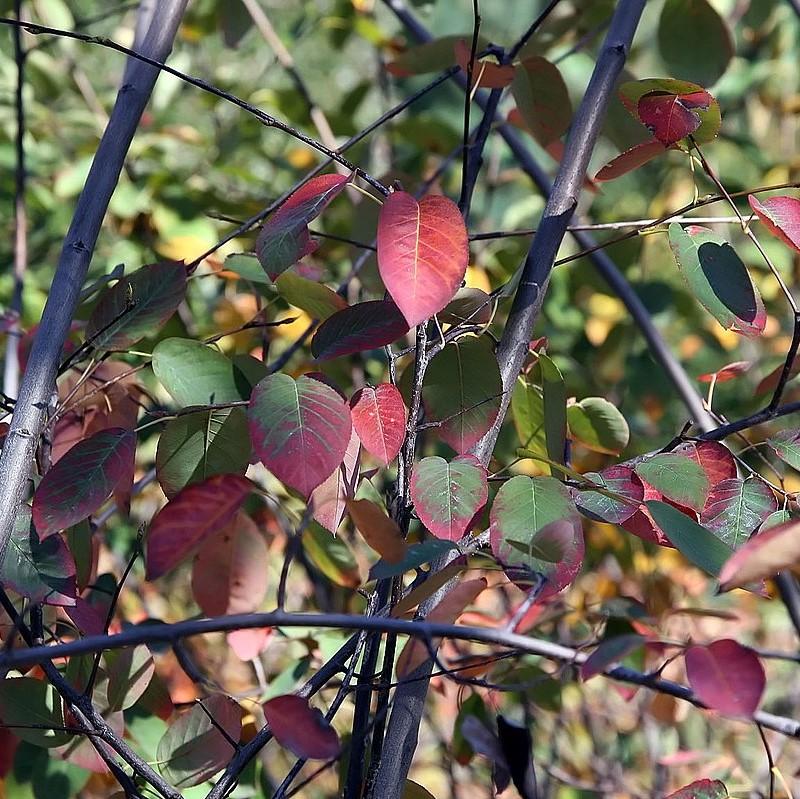 Amelanchier x grandiflora - Autumn Brilliance Apple Serviceberry