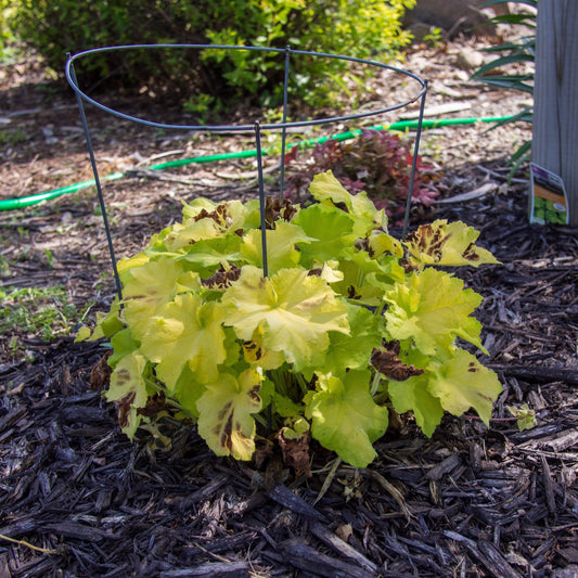 Heuchera - Guacamole Heuchera