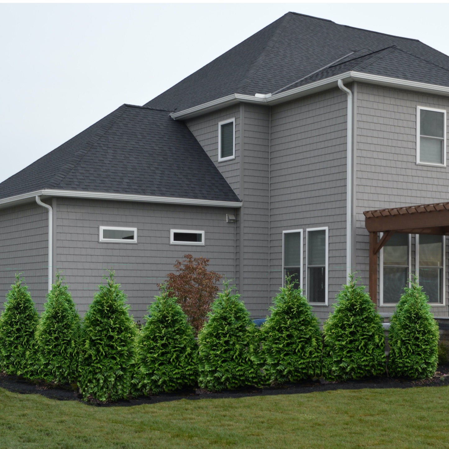 Thuja occidentalis - Junior Giant Arborvitae