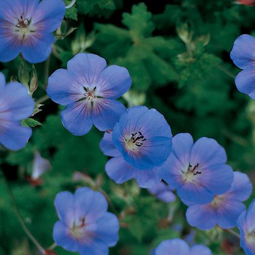 Geranium - Rozanne Cranesbill