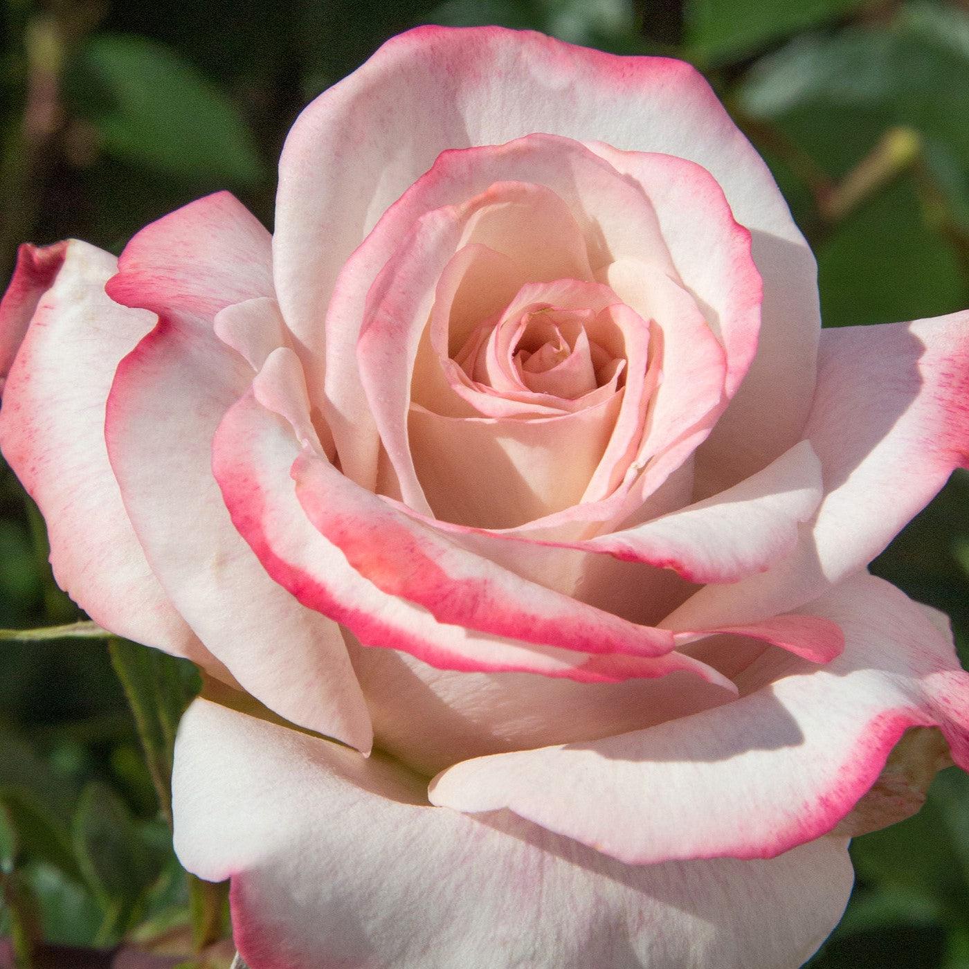 Rosa - Pinkerbelle™ Rose