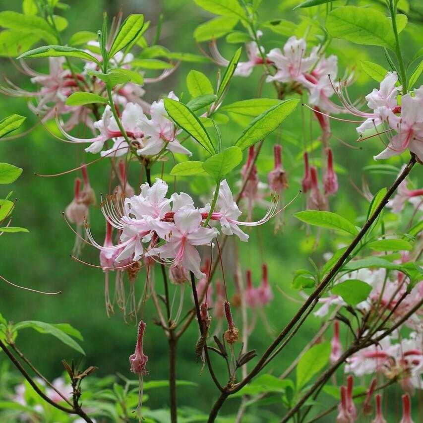 Azalea periclymenoides  - Pinxterbloom Azalea