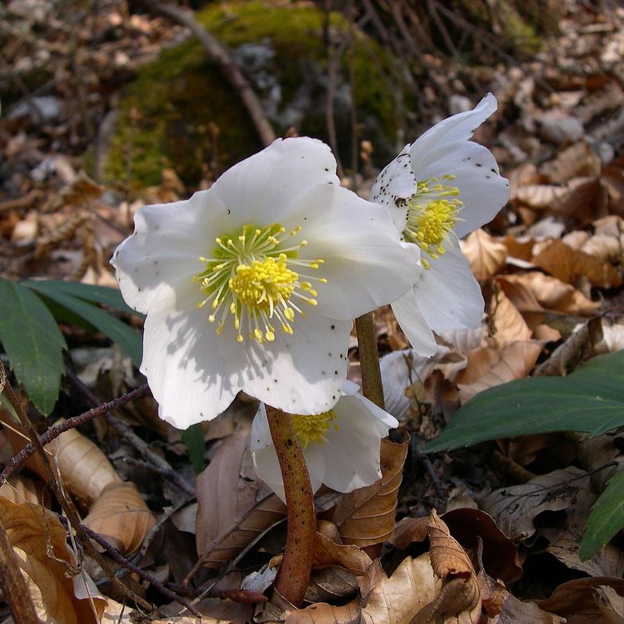 Helleborus niger - HGC® Jacob Christmas Rose