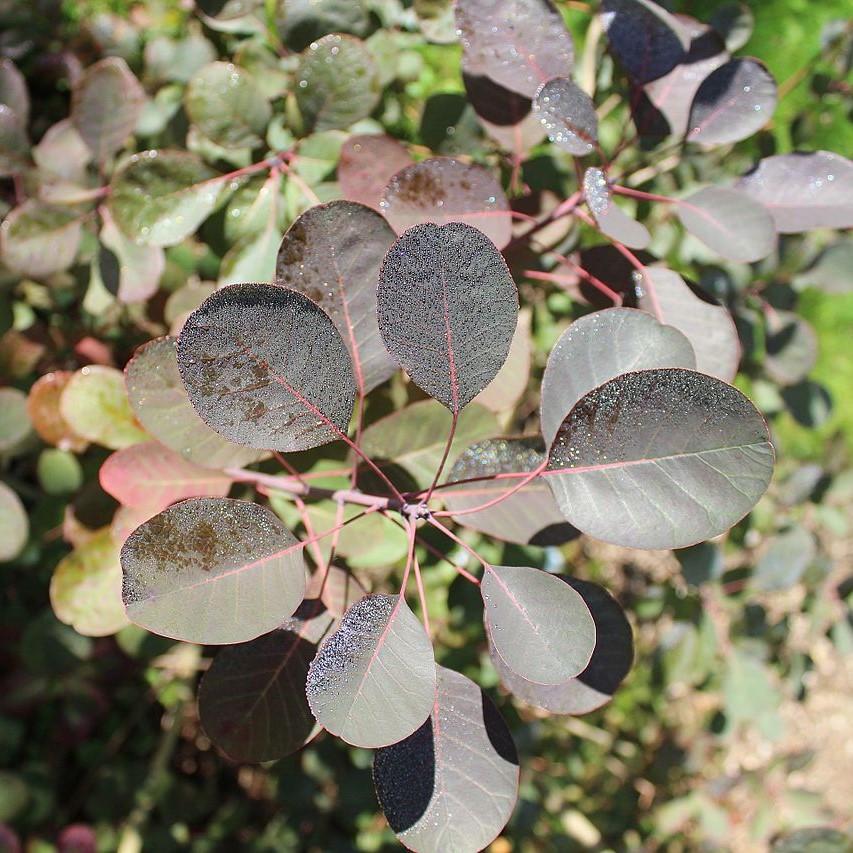 Cotinus coggygria - Royal Purple Smoke Tree