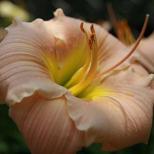 Hemerocallis - Barbara Mitchell Daylily