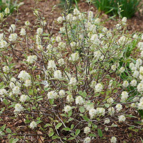 Fothergilla x intermedia - Legend of the Small® Fothergilla