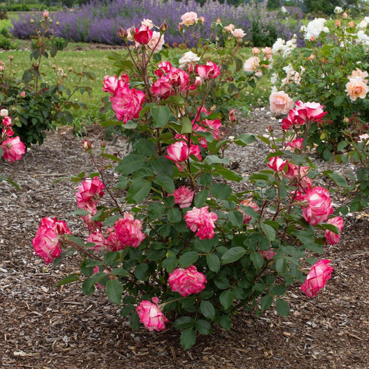 Rosa - Bloomables® Candy Cane Cocktail™ Rose