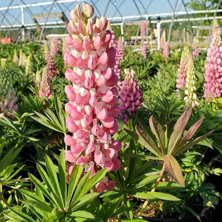 Lupinus  - Gallery Pink Lupine