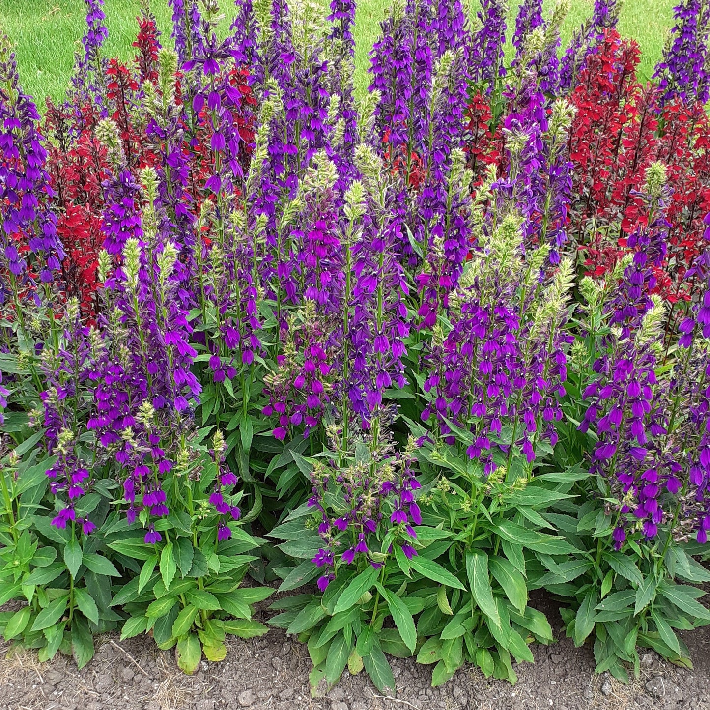 Lobelia x speciosa - Starship™ Blue Cardinal Flower