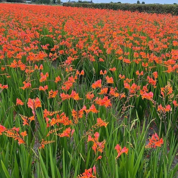 Crocosmia - Peach Melba Crocosmia