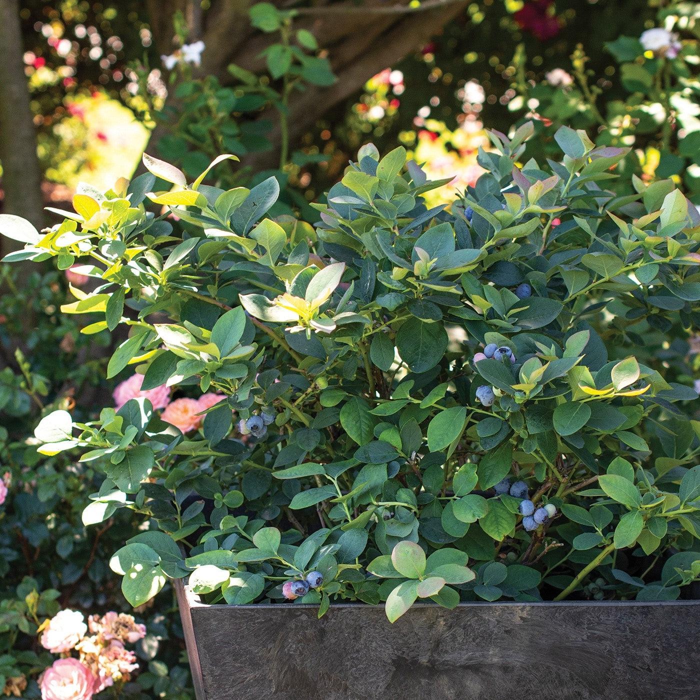 Vaccinium corymbosum - Bushel and Berry® Silver Dollar® Blueberry